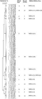 Molecular Typing and Variations in Amount of <mark class="highlighted">tst</mark> Gene Expression of TSST-1-Producing Clinical Staphylococcus aureus Isolates